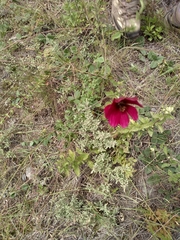 Cosmos atrosanguineus
