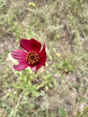 Cosmos atrosanguineus