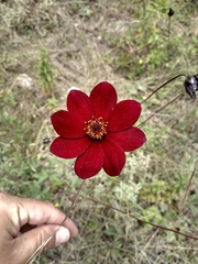 Cosmos atrosanguineus