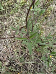 Cosmos atrosanguineus