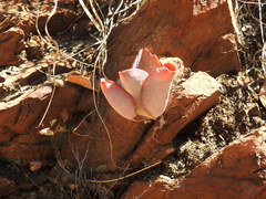 Kalanchoe rotundifolia