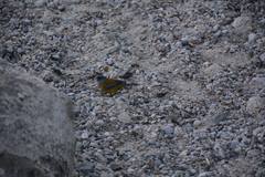 Phrygilus patagonicus