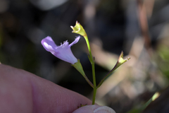 Agalinis skinneriana