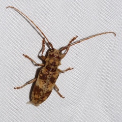 Goes variegatus