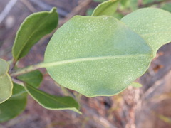 Olea capensis