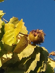 Corylus colurna
