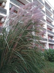 Poaceae