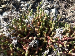 Sedum acre