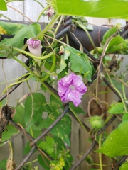 Ipomoea
