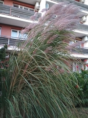 Poaceae