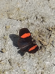 Heliconius melpomene