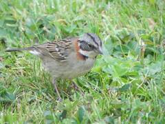 Zonotrichia capensis
