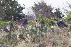 Meleagris gallopavo intermedia