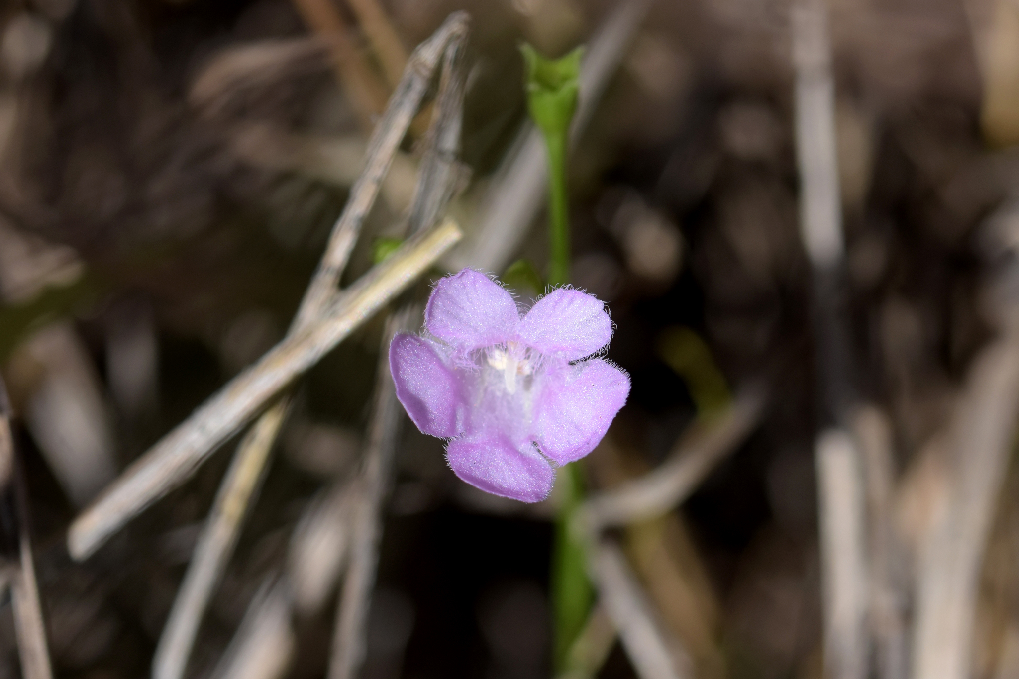 Agalinis skinneriana
