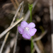 Agalinis skinneriana - Photo (c) Mark Kluge, alguns direitos reservados (CC BY-NC), uploaded by Mark Kluge