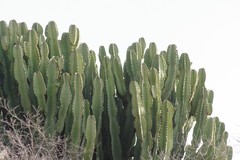 Euphorbia ingens