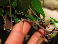 Sideroxylon cartilagineum