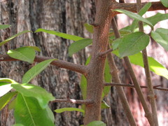 Sideroxylon cartilagineum