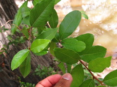 Sideroxylon cartilagineum