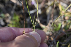 Agalinis skinneriana