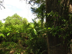 Sideroxylon cartilagineum