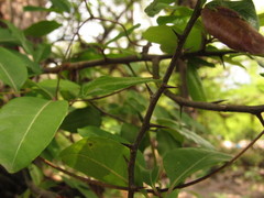 Sideroxylon cartilagineum