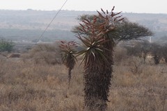 Aloe marlothii
