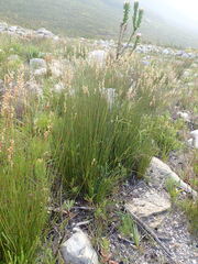 Hypodiscus argenteus