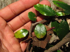 Sideroxylon cartilagineum