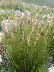 Hypodiscus argenteus