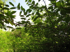 Sideroxylon cartilagineum