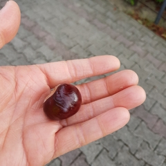 Aesculus hippocastanum