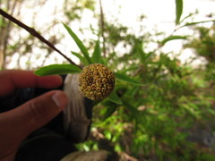 Cephalanthus salicifolius