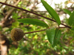 Cephalanthus salicifolius