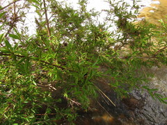 Cephalanthus salicifolius