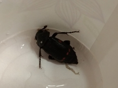 Nicrophorus pustulatus