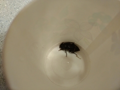 Nicrophorus pustulatus