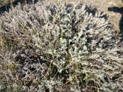 Senecio patagonicus