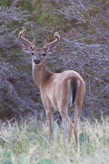 Odocoileus virginianus texanus