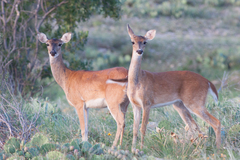 Odocoileus virginianus texanus