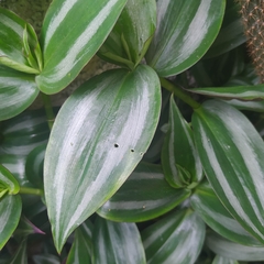 Tradescantia zebrina zebrina