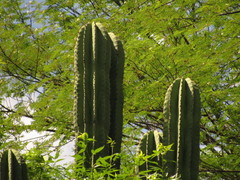 Stenocereus montanus