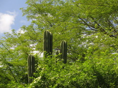 Stenocereus montanus