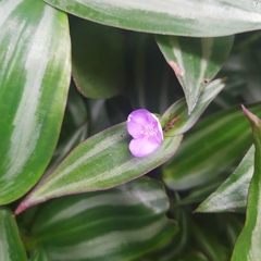 Tradescantia zebrina zebrina