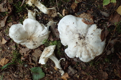 Tricholoma columbetta