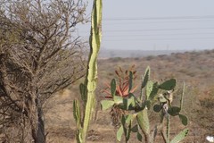 Cereus jamacaru