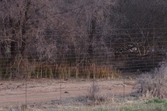 Sansevieria pearsonii