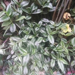 Tradescantia zebrina zebrina