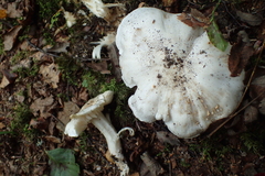 Tricholoma columbetta