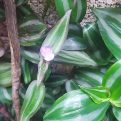 Tradescantia zebrina zebrina
